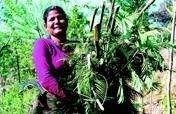 Training for Sustainable Agriculture in Indonesia
