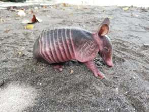 Nine banded armadillo