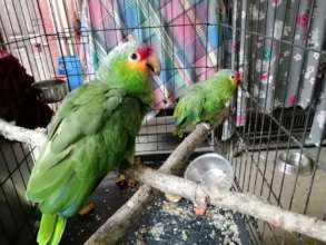 Red-fronted amazons