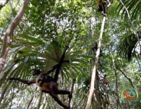 Liberation of spider monkeys B
