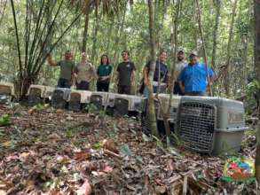 Liberacion of spider monkeys