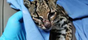 ...Margay after.