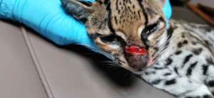 Injured margay