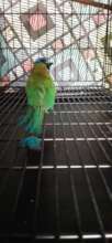 Torquise browed motmot