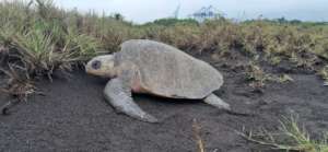 Olive ridley sea turtle