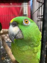Yellow Naped Amazon (Amazona auropalliata)