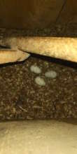 Yellow-naped amazon nest
