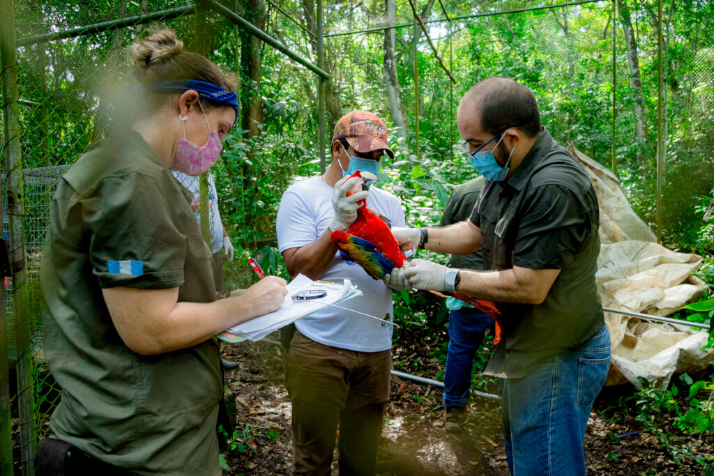 Rescue Endangered Wildlife in Guatemala