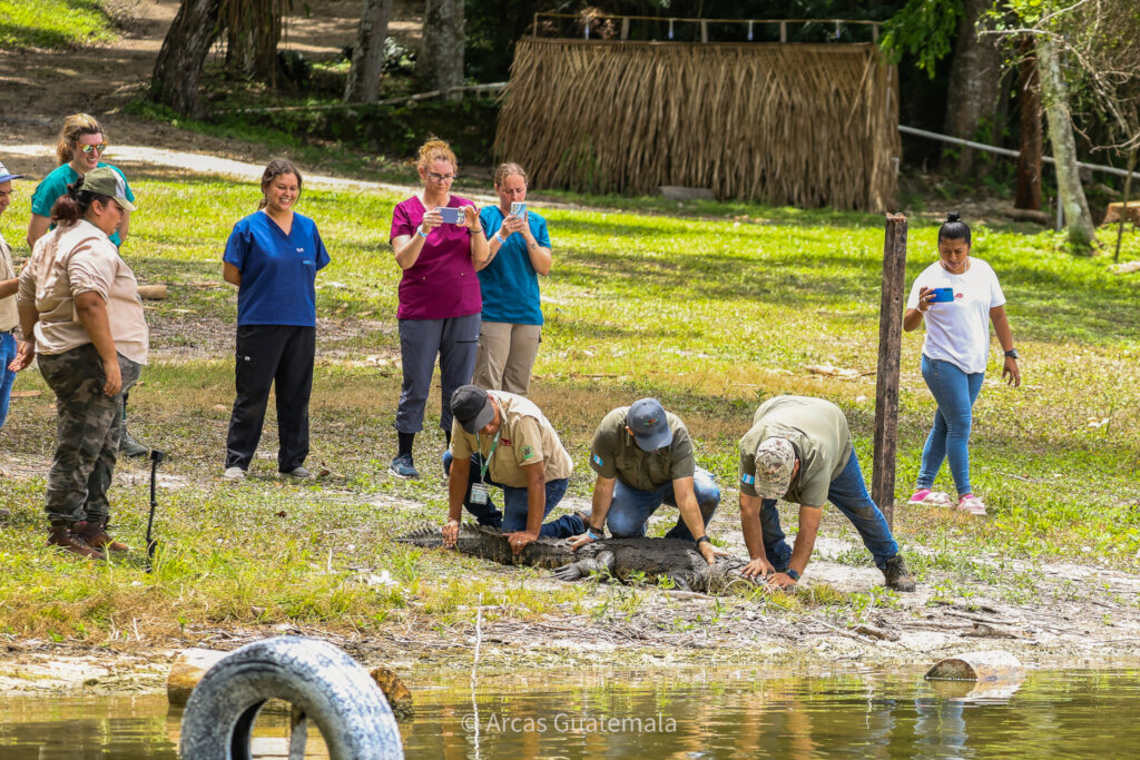 Rescue Endangered Wildlife in Guatemala