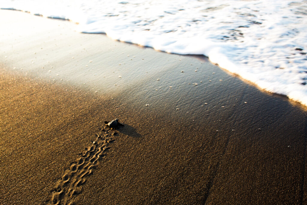 Rescue Endangered Wildlife in Guatemala