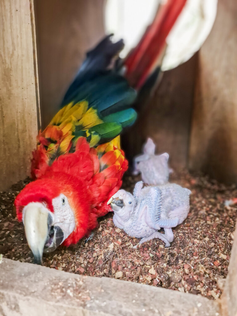 Rescue Endangered Wildlife in Guatemala