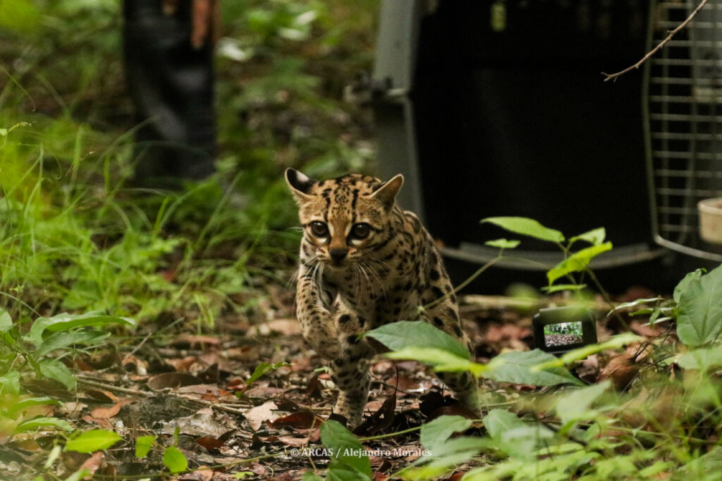 Rescue Endangered Wildlife in Guatemala