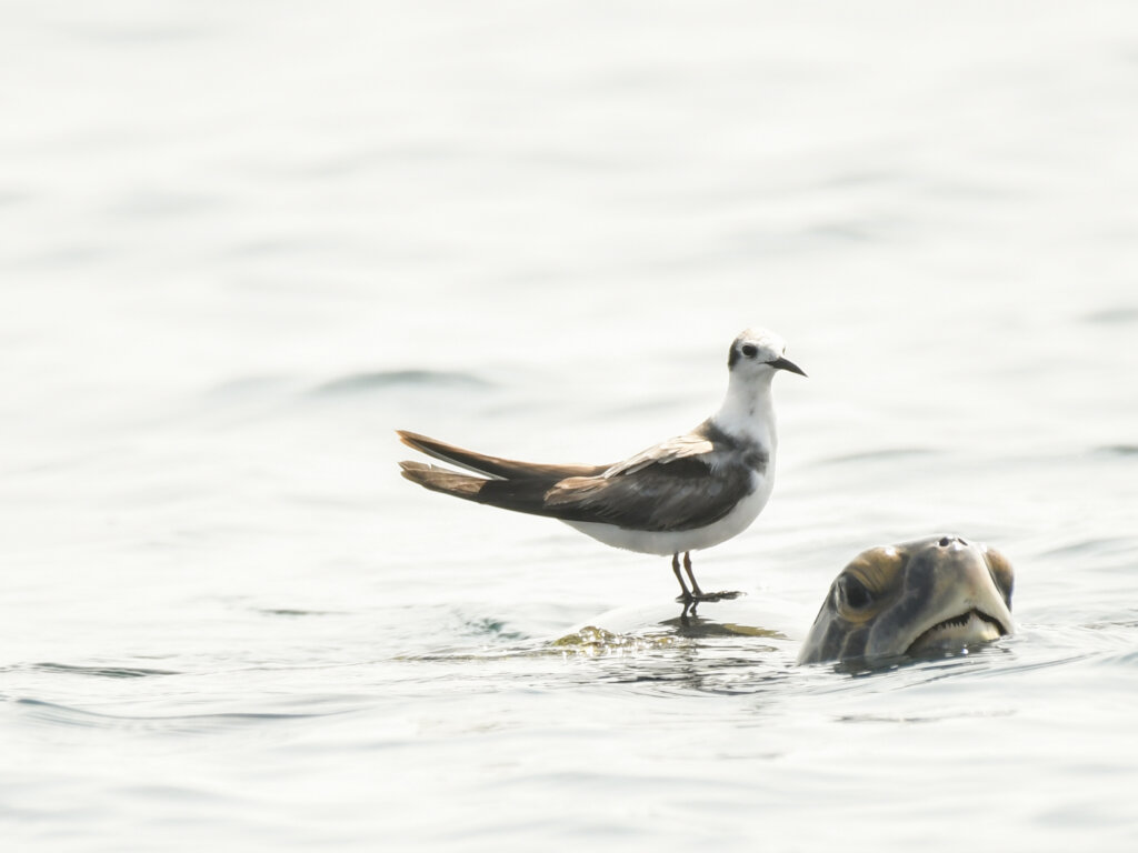 Rescue Endangered Wildlife in Guatemala