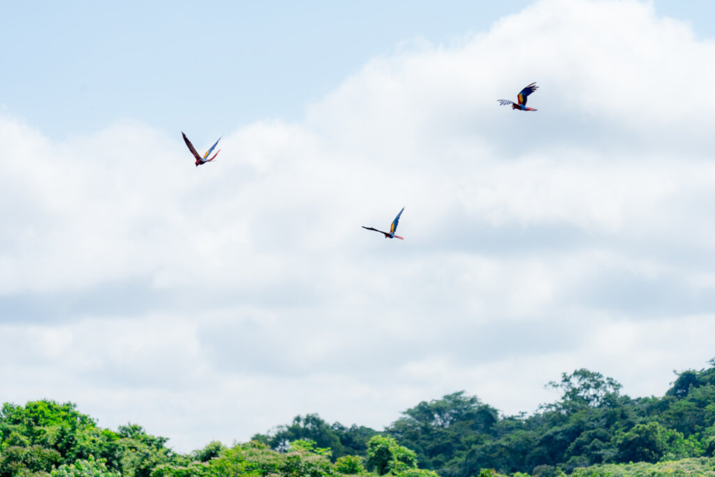 Rescue Endangered Wildlife in Guatemala