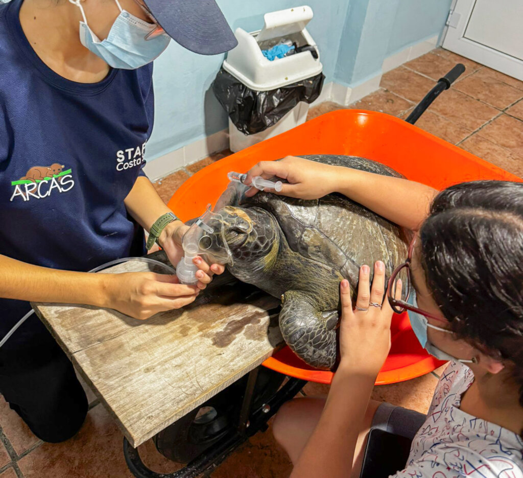 Rescue Endangered Wildlife in Guatemala