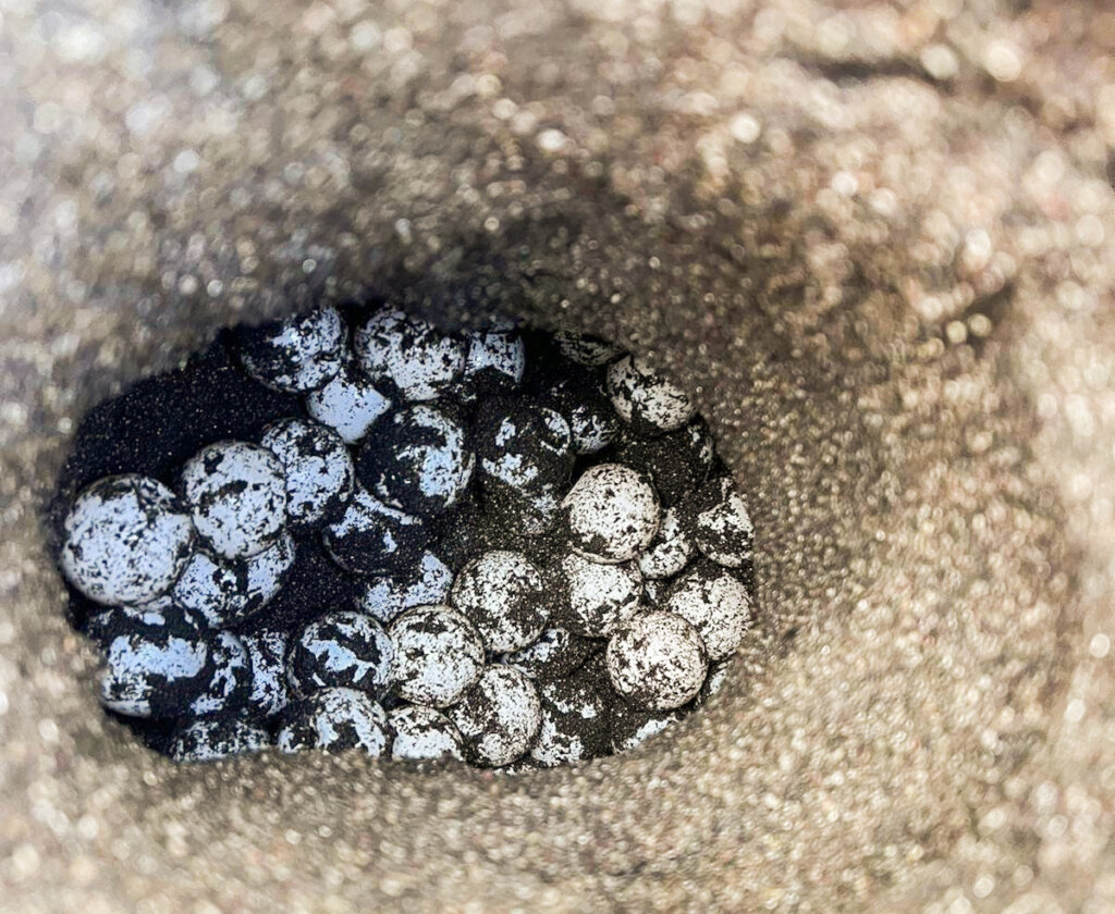 Rescue Endangered Wildlife in Guatemala