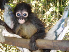 Geoffroy's spider monkey