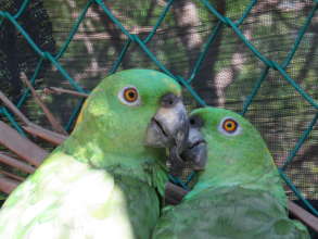 Yellow-naped amazon