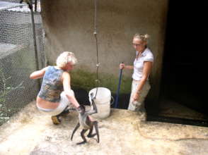 Feeding the spider monkeys