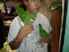 Feeding white-fronted parrot chicks