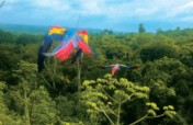 Rescue Endangered Wildlife in Guatemala
