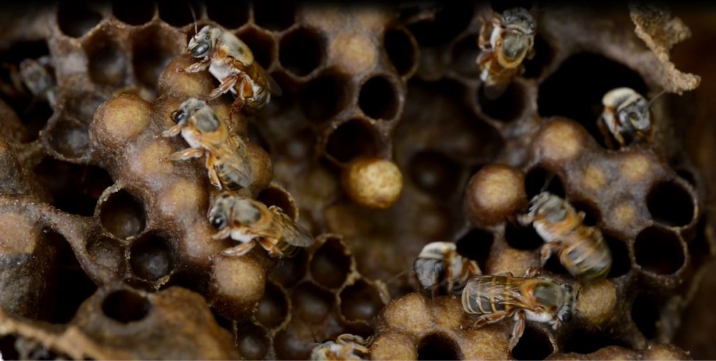 Indigenous women save the sacred Mayan bee