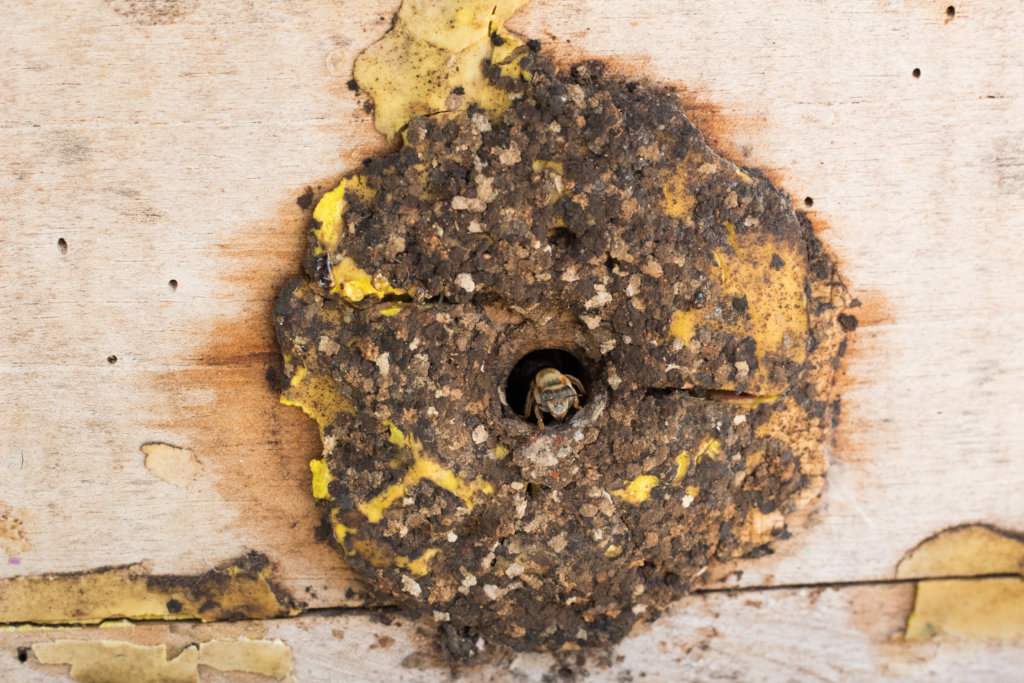 Indigenous women save the sacred Mayan bee