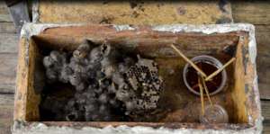 Feeding bees