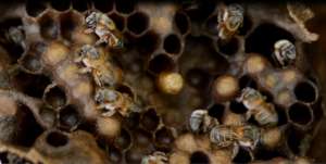 The hive