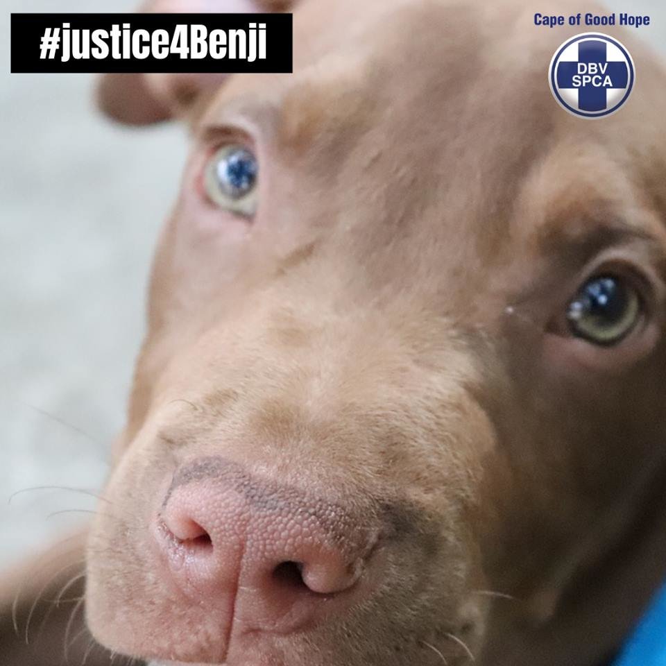 Help SPCA get justice in court for murdered Benji