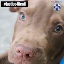 Justice 4 Benji