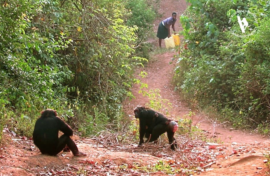 Resolve Human-Chimpanzee Conflicts w/ Water Wells