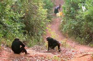 Chimps blocking path of woman fetching water