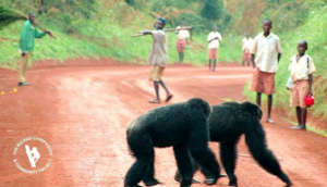 Chimps live in close contact with villagers
