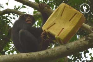 Chimp grabbed a jerry can from a scared kid