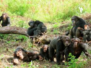 Bulindi Chimpanzees