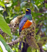Male Trogon near La Reserva