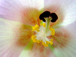 The center