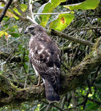 Hawk at La Reserva