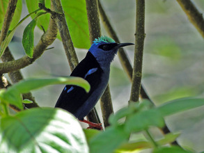 Honeycreeper, a beneficiary of our work