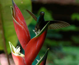 Hummingbird feeding on a Heliconia flower