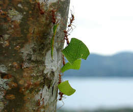 Leafcutter ants