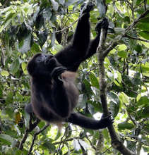Mantled Howler Monkey