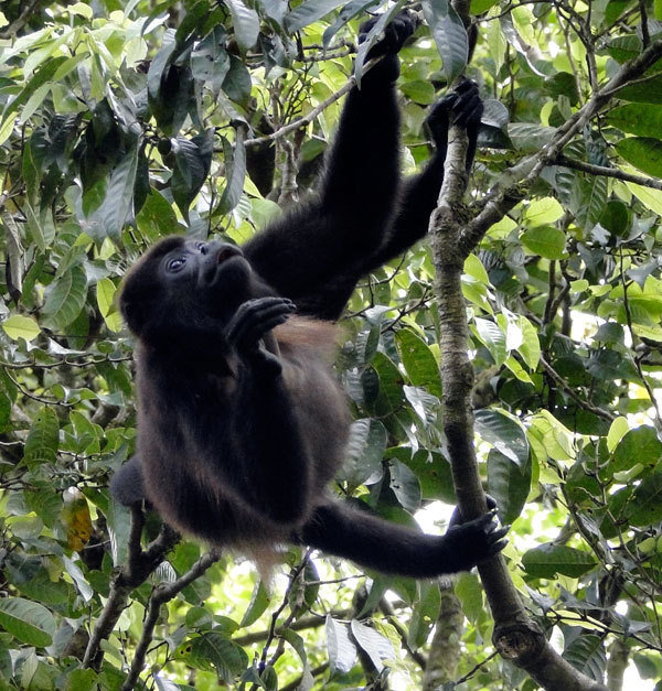 Help La Reserva Grow Forests, Costa Rica