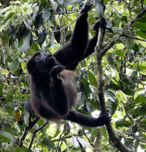 Help La Reserva Grow Forests, Costa Rica