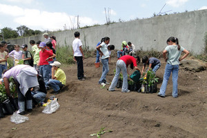 Planting the collected seedlings in new nursery