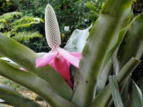Queen Achmea Bromeliad Flower
