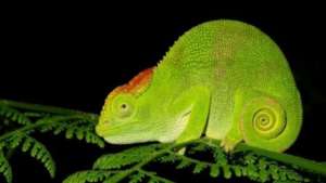 Nadzikambia - the Mulanje mountain chameleon