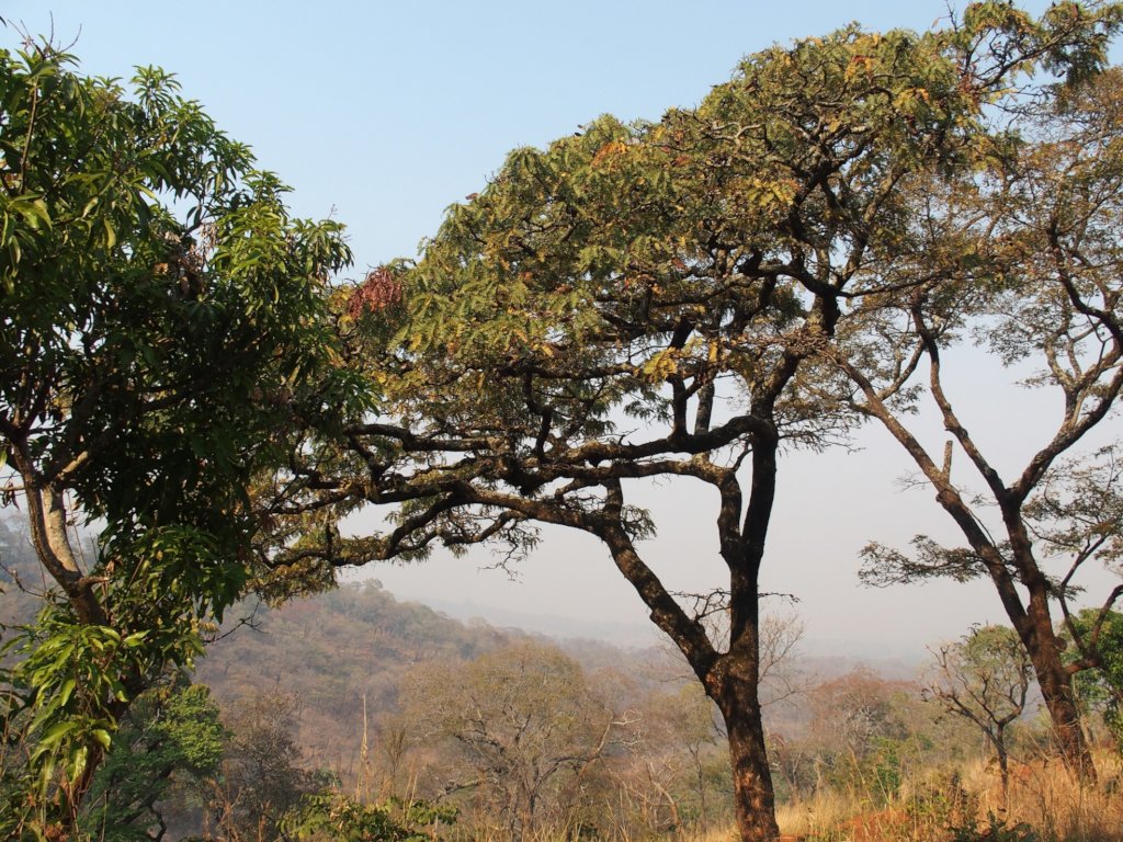 Forest restoration for biodiversity in Malawi