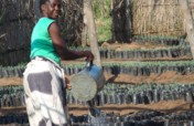 Forest restoration for biodiversity in Malawi